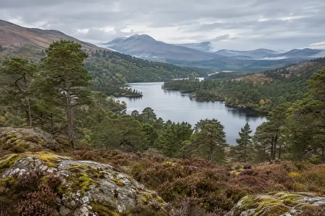 Scots pine woodland around a loch, with heather and hills in the distance