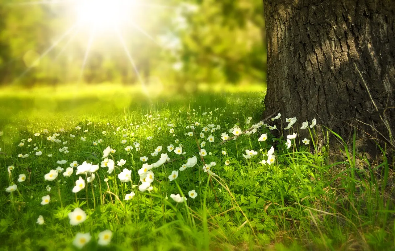 Nature meadow with flowers